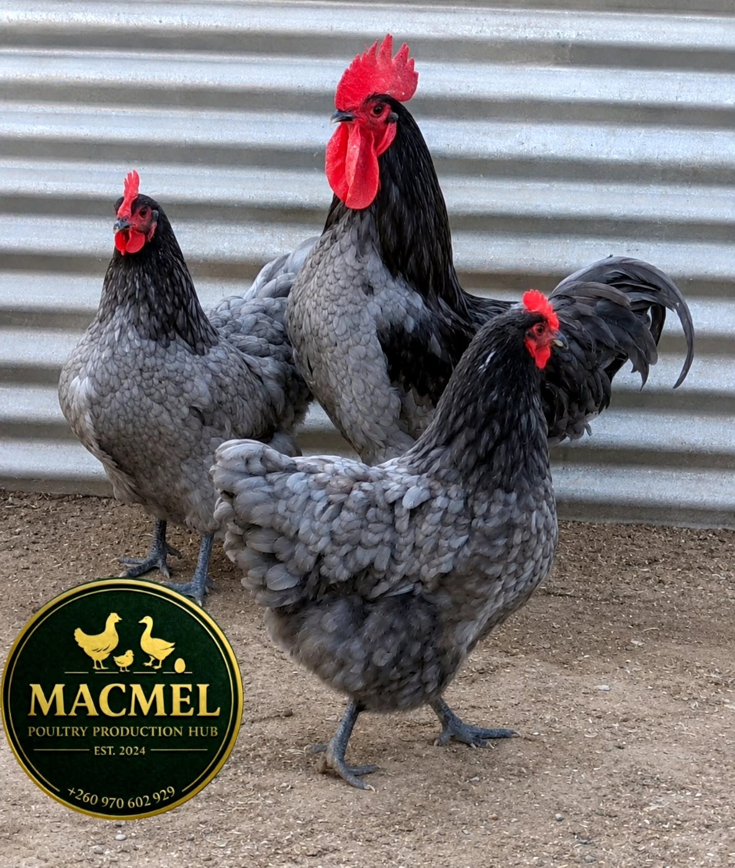 Black australorp chickens